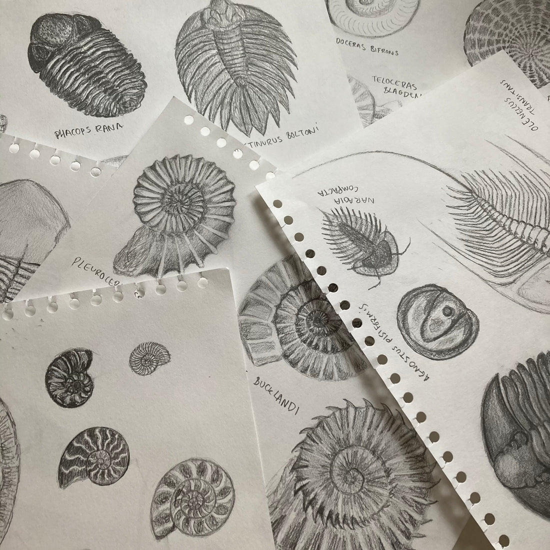 Designing the Ammonoidea Print