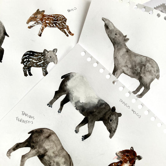 Tapir Time!