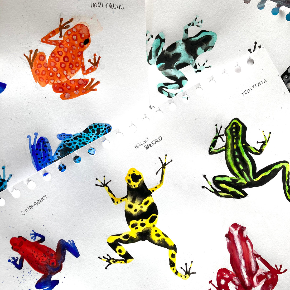 Frogs! 🐸