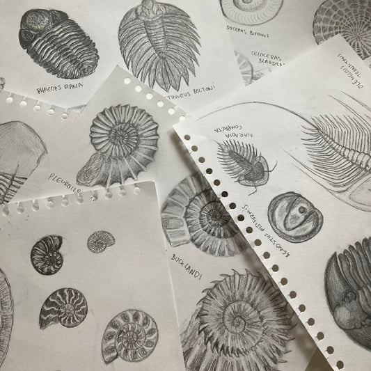 Designing the Ammonoidea Print