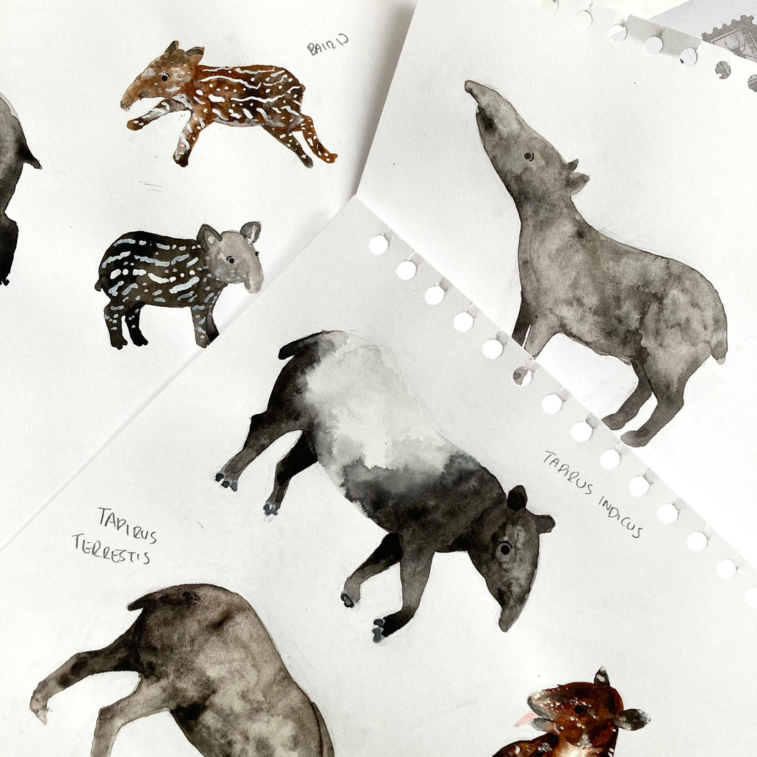 Tapir Time!