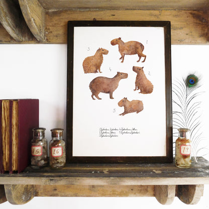Equatorial Mammals Set of 3 Art Prints