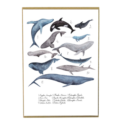 Marine Mammals Set of 3 Art Prints