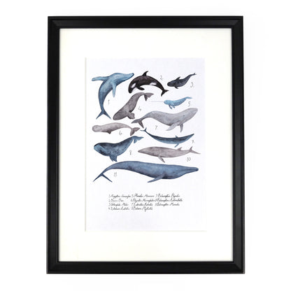 Pod of Whales Art Print