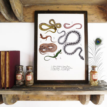 Reptilia British Reptiles Art Print