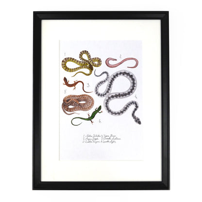 Reptilia British Reptiles Art Print
