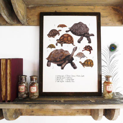 Creep of Tortoises Art Print