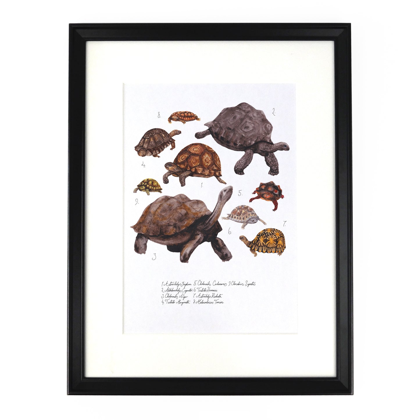 Creep of Tortoises Art Print