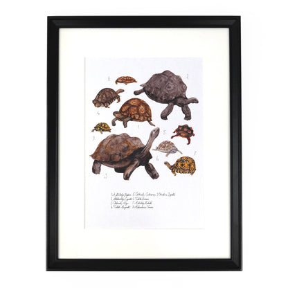 Creep of Tortoises Art Print