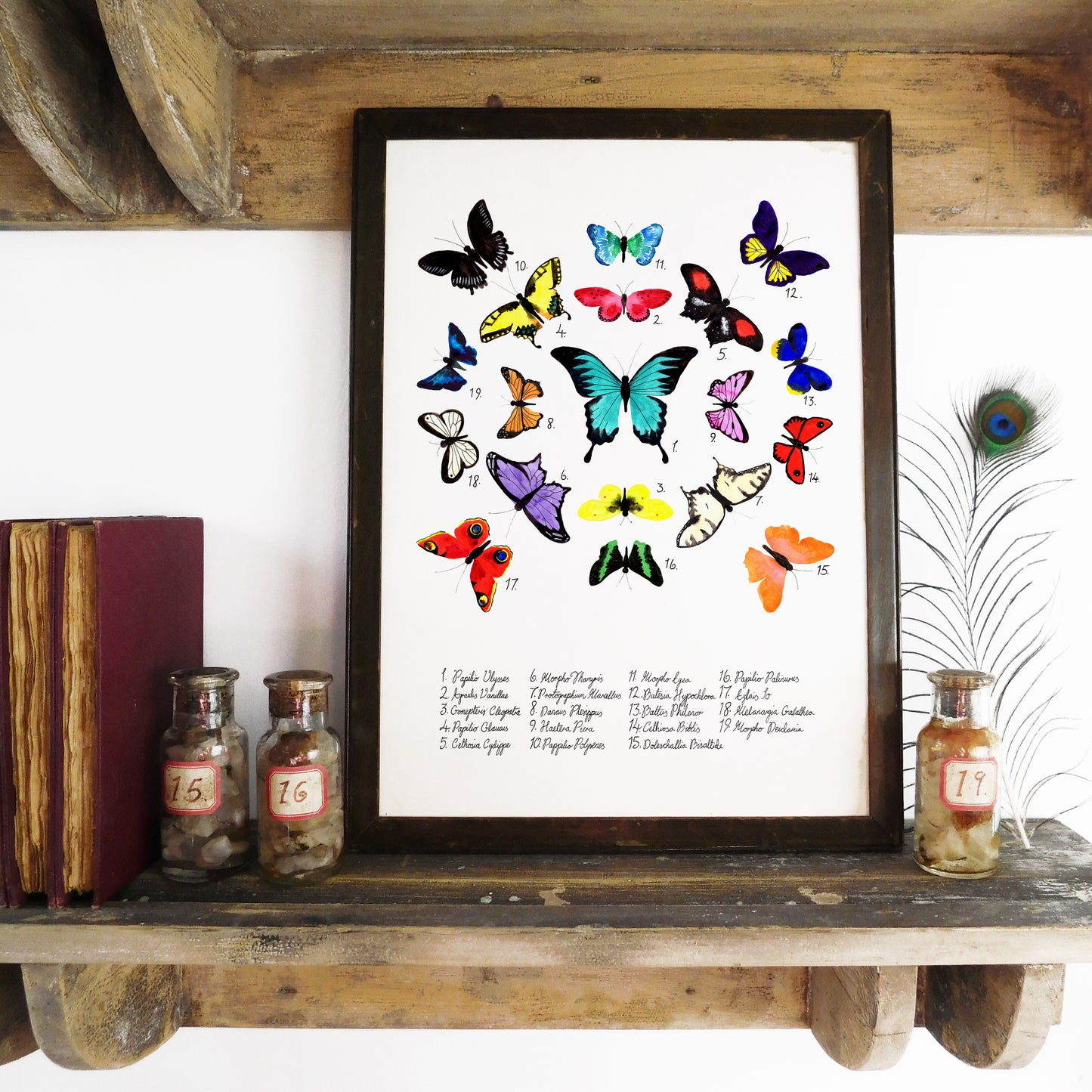 Lepidoptera Butterfly Art Print