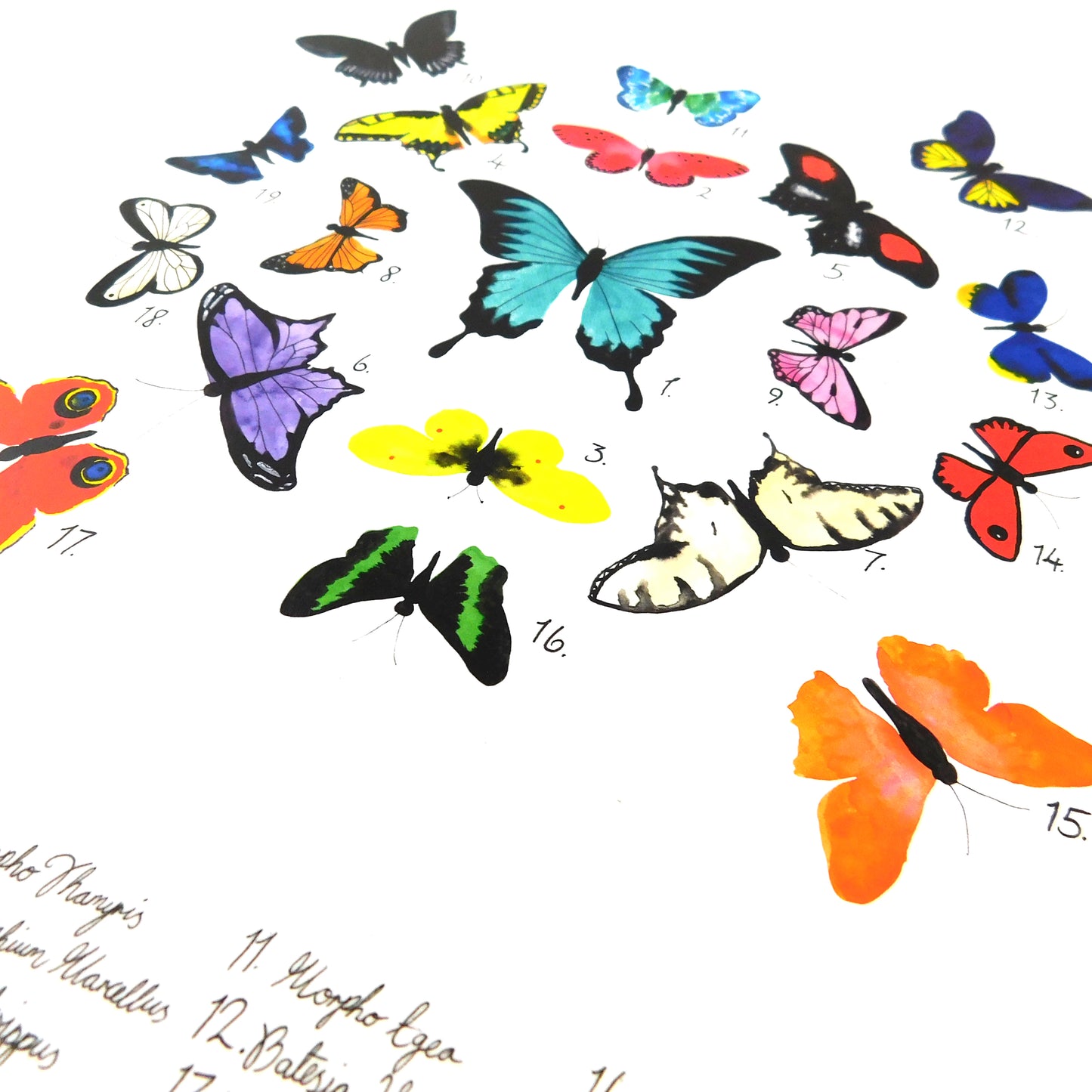 Lepidoptera Butterfly Art Print