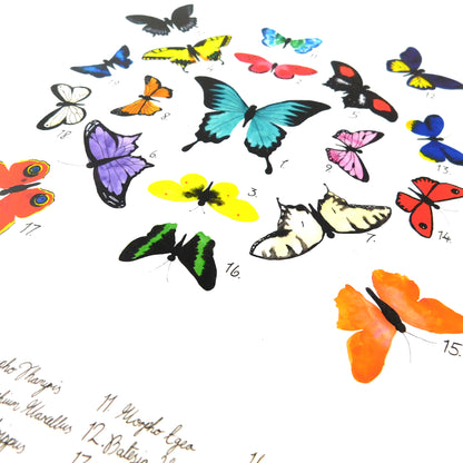 Lepidoptera Butterfly Art Print