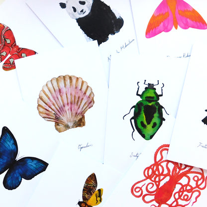Insect Specimens Greetings Card Pack