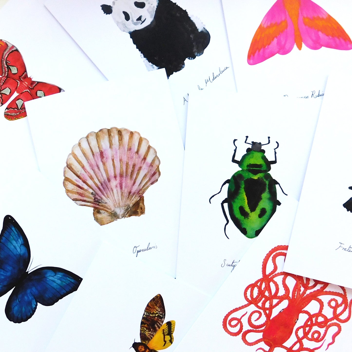 Woodland Animal Specimens Greetings Card Pack