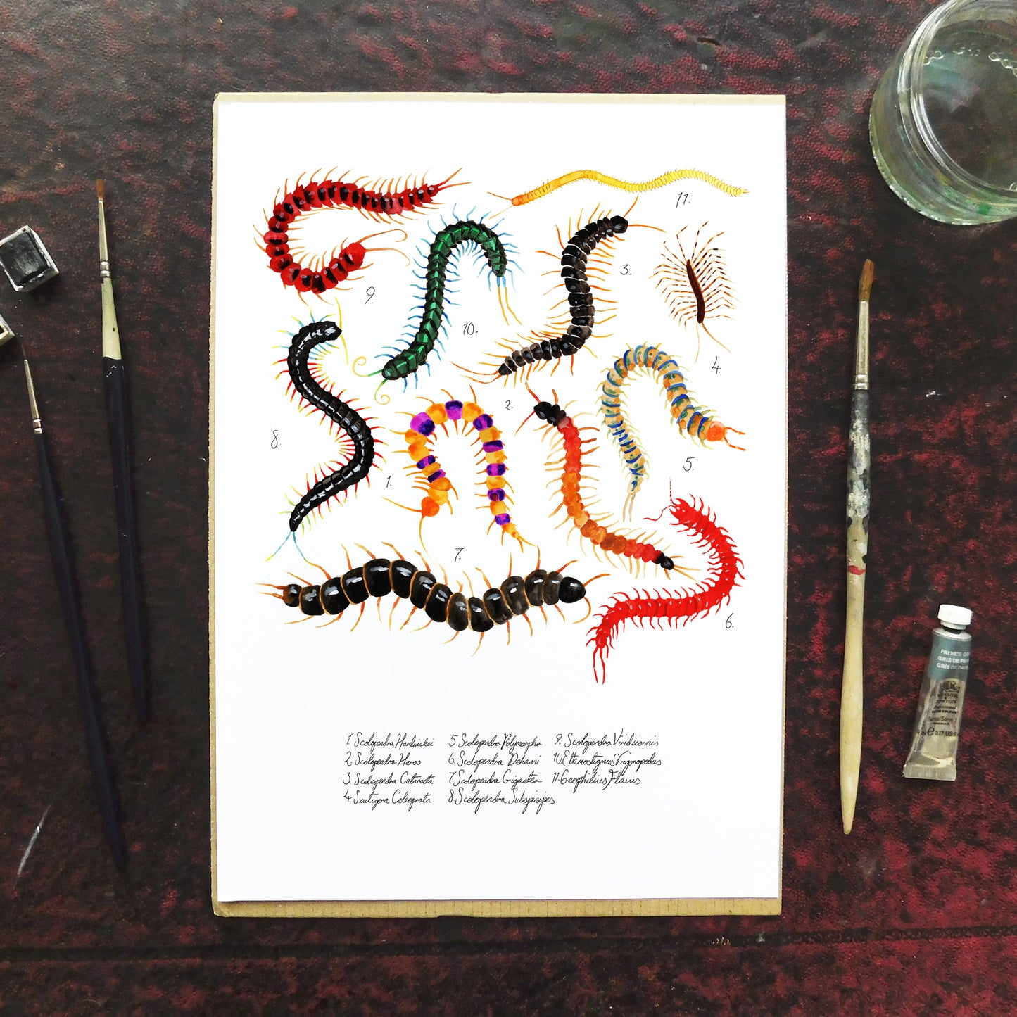 Myriapoda Centipede Art Print