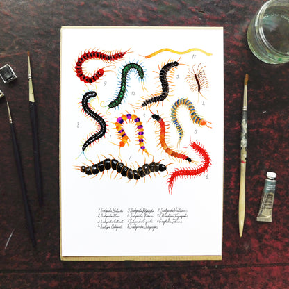Myriapoda Centipede Art Print