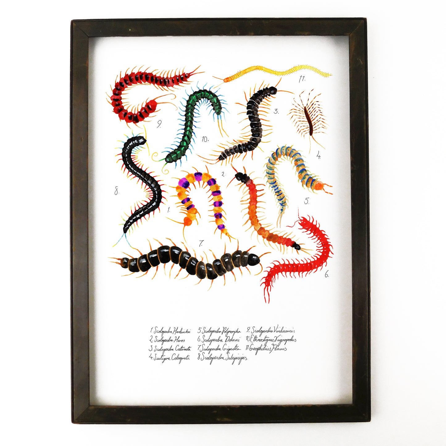 Myriapoda Centipede Art Print