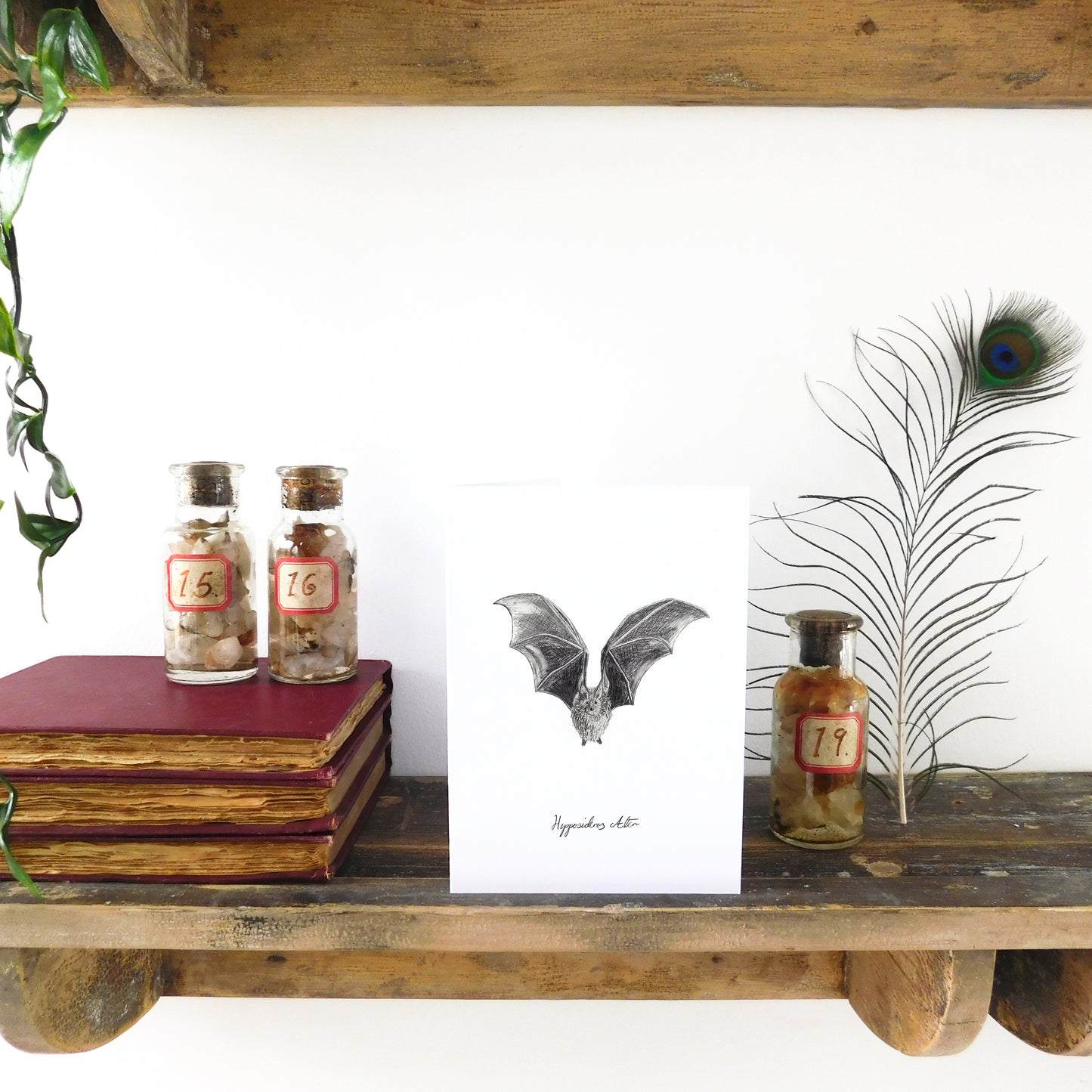 Chiroptera Dusky Leaf-Nosed Bat Greetings Card