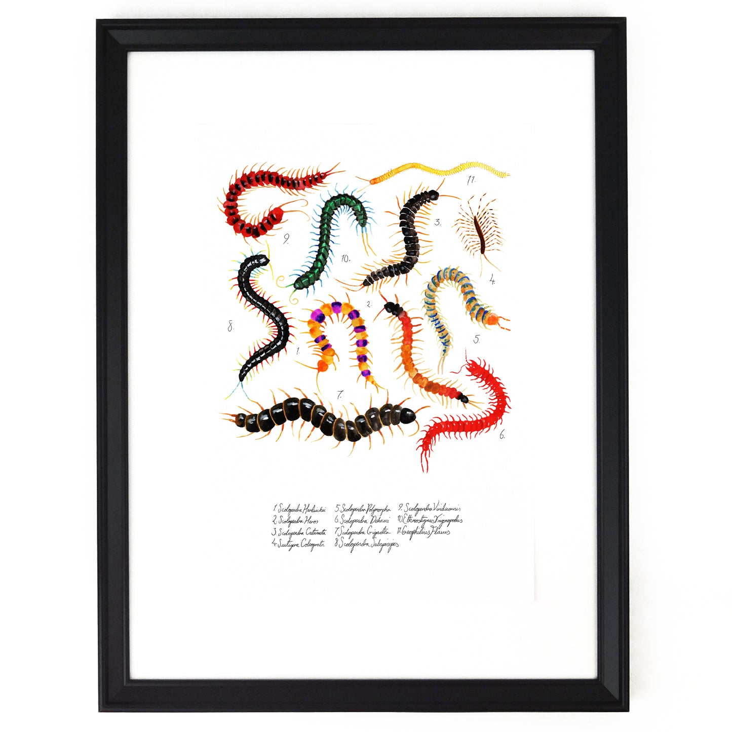 Myriapoda Centipede Art Print