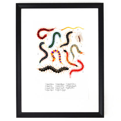 Myriapoda Centipede Art Print