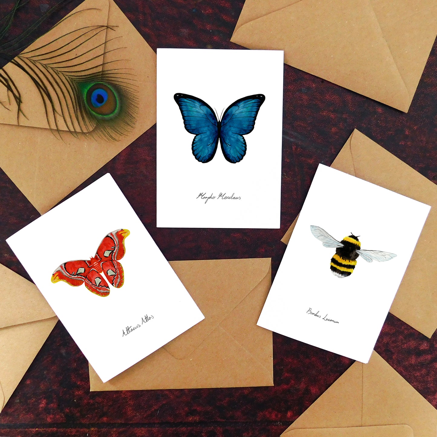 Insect Specimens Greetings Card Pack