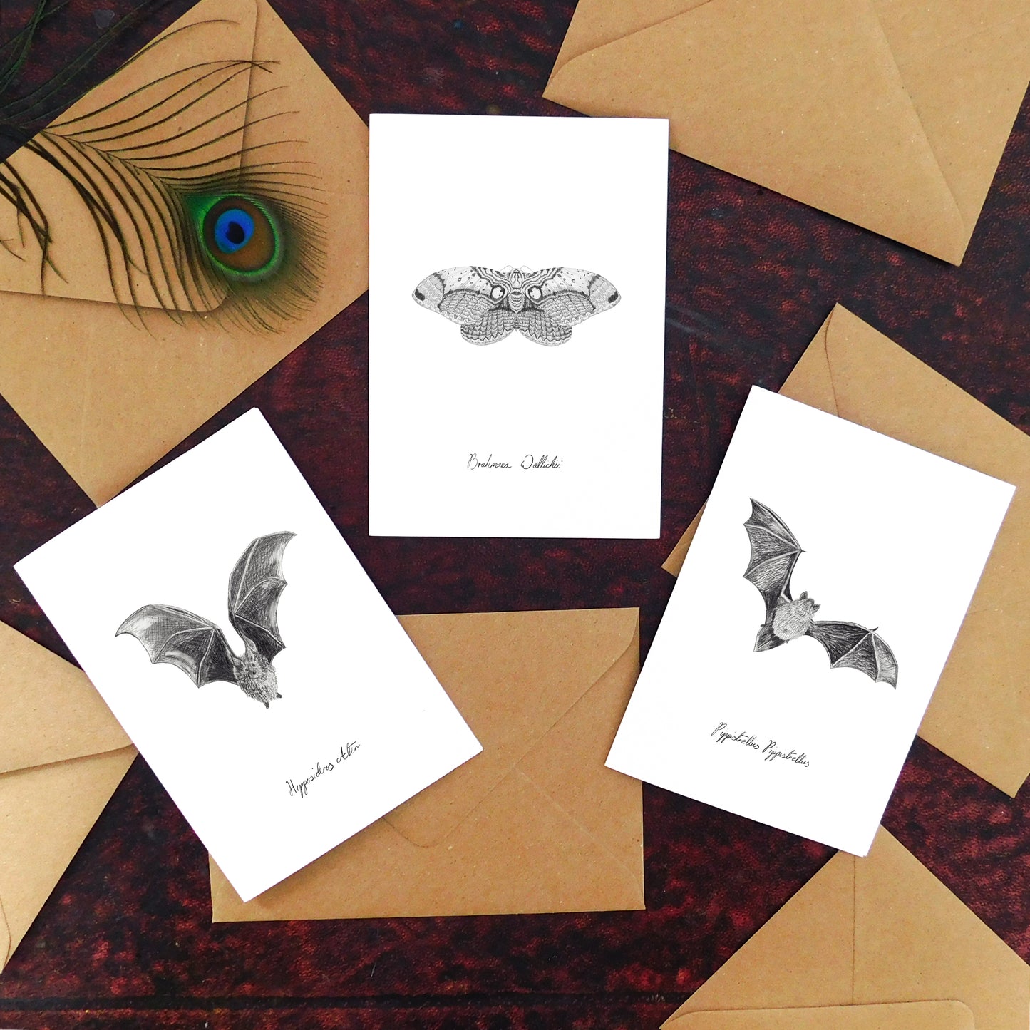 Chiroptera Pipistrelle Greetings Card