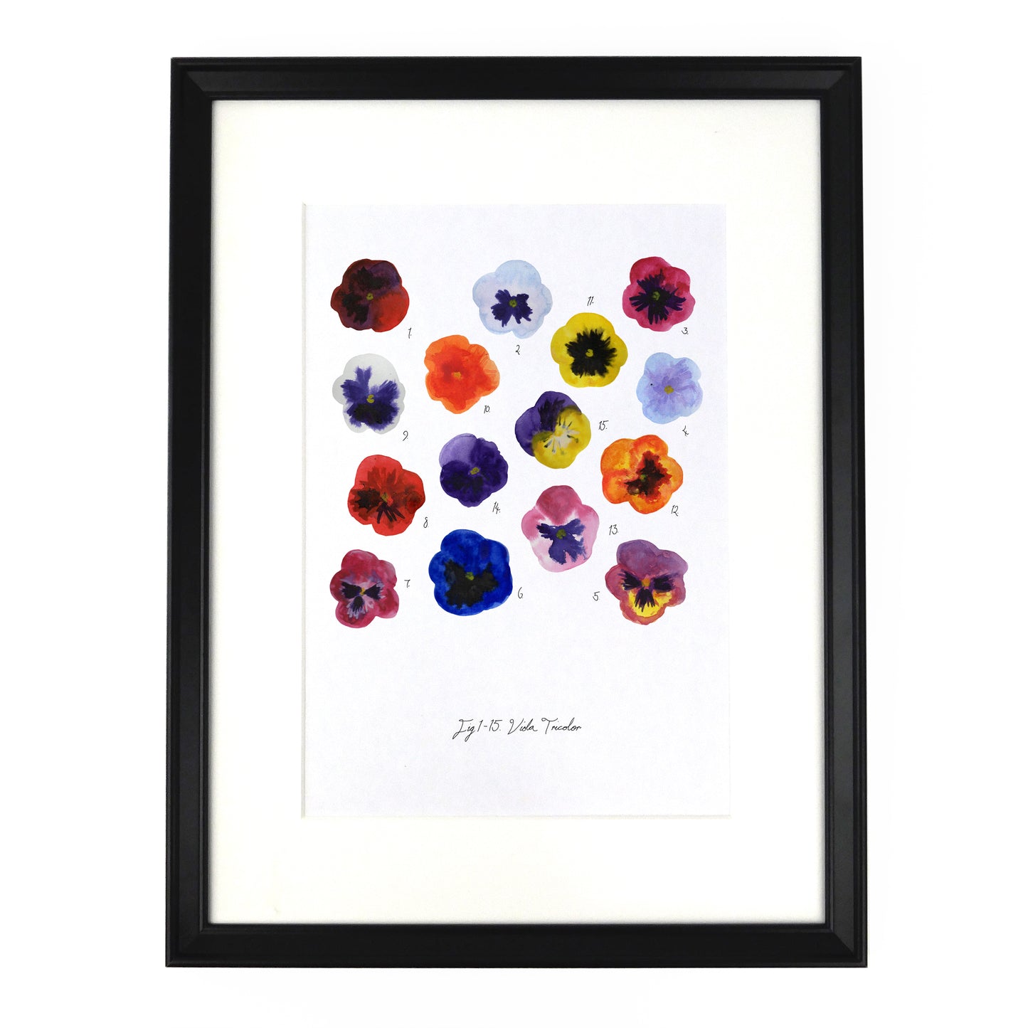 Viola Pansy Art Print