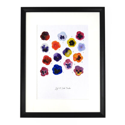 Viola Pansy Art Print