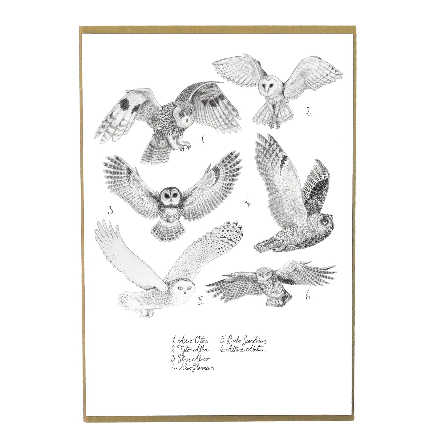 Ornithology Set of 3 Art Prints