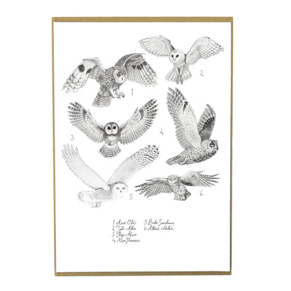 Ornithology Set of 3 Art Prints
