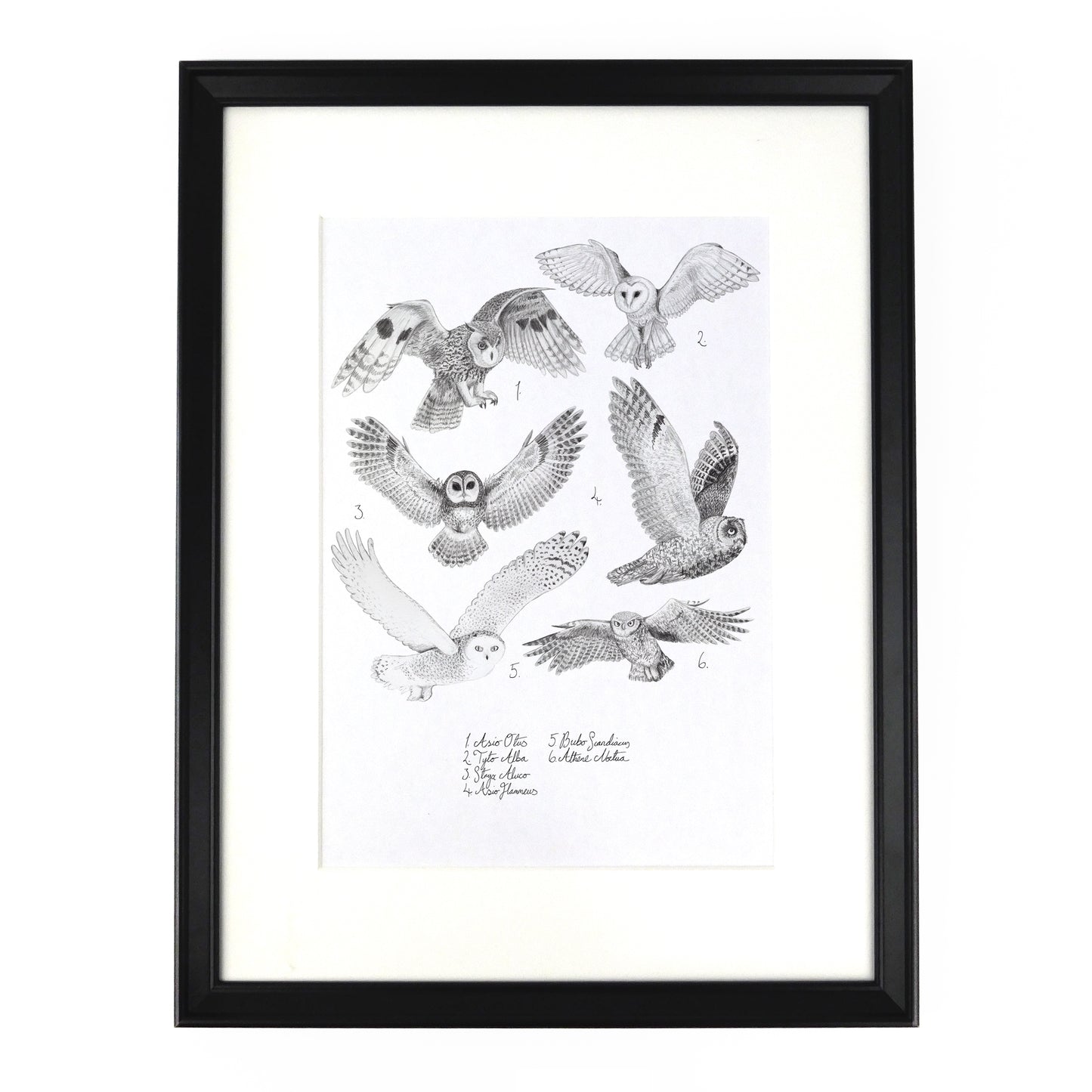 Parliament of Owls Art Print