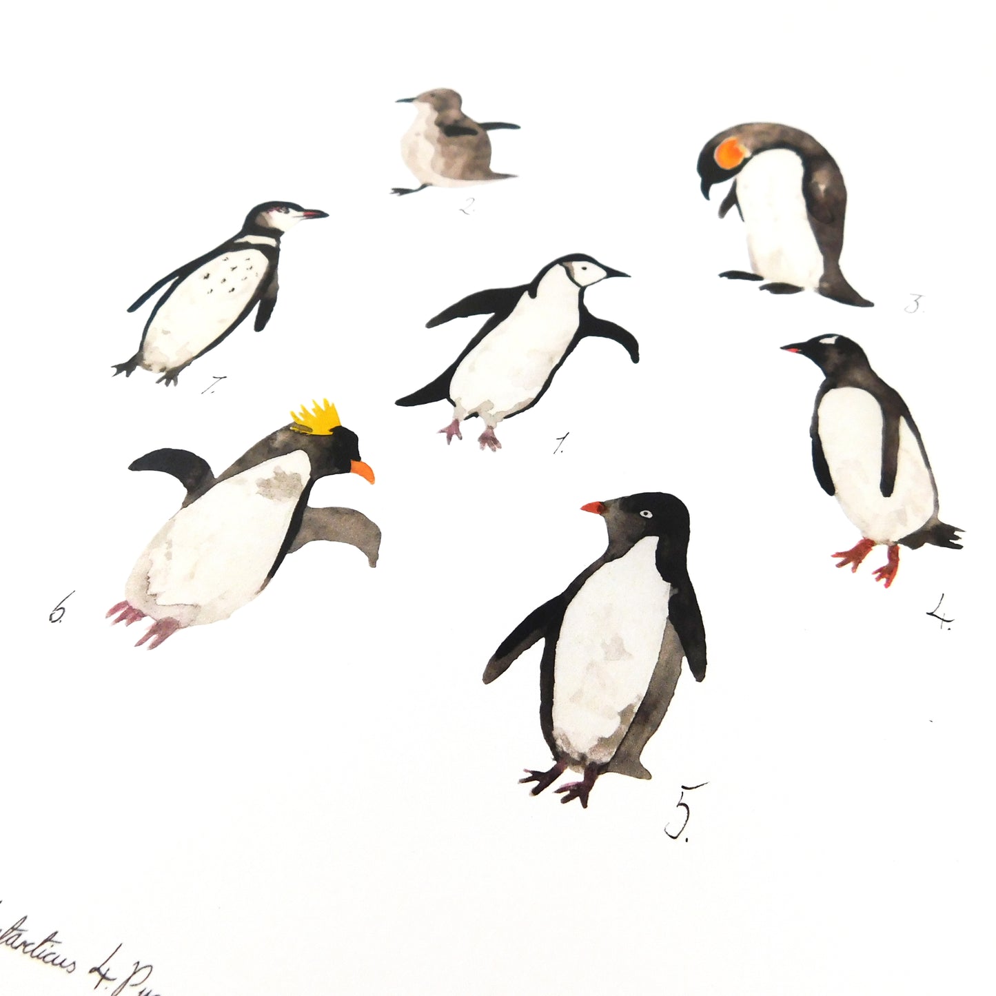 Ornithology Set of 3 Art Prints