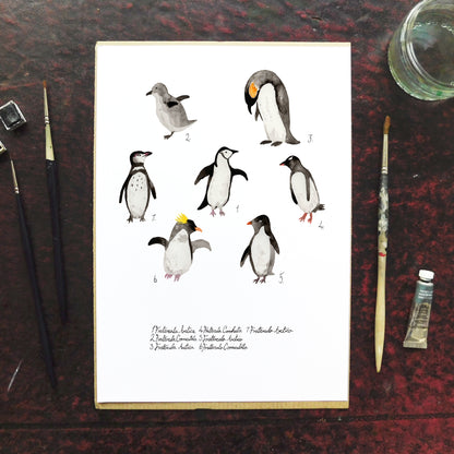 Ornithology Set of 3 Art Prints