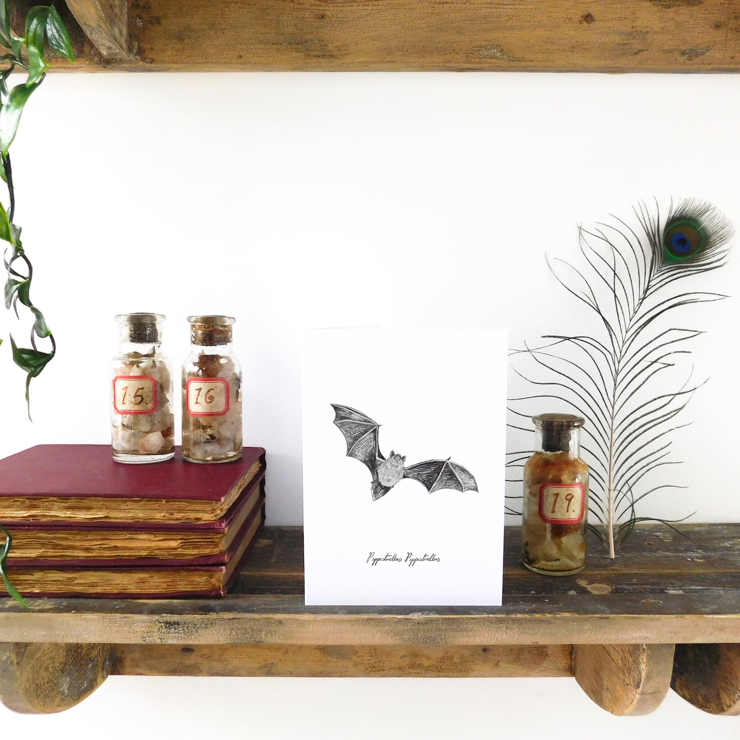 Chiroptera Pipistrelle Greetings Card