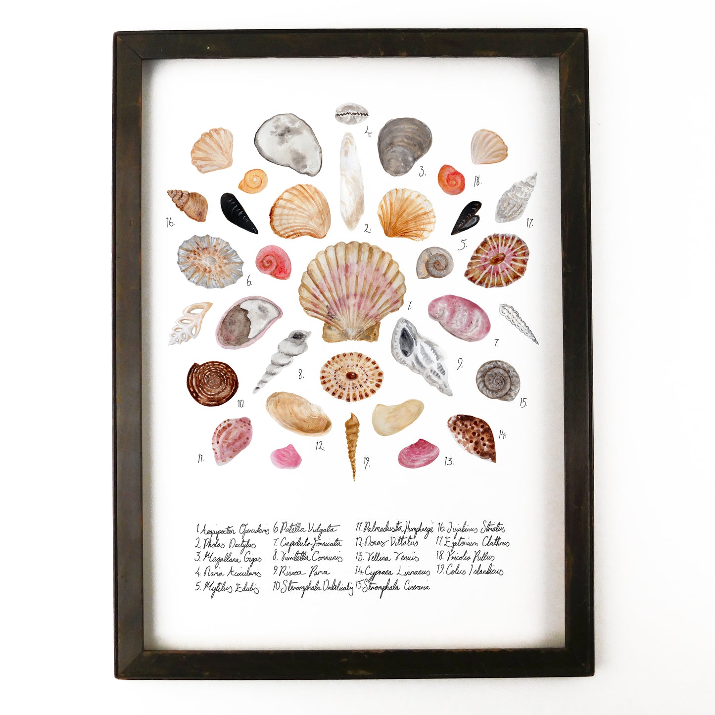 Conchae Sea Shell Art Print