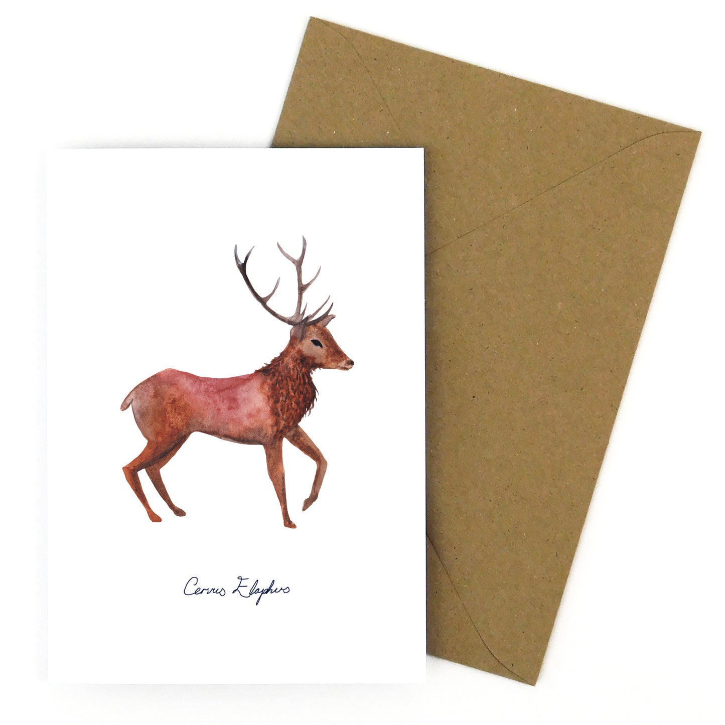 Woodland Animal Specimens Greetings Card Pack