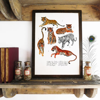 Streak of Tigers Art Print