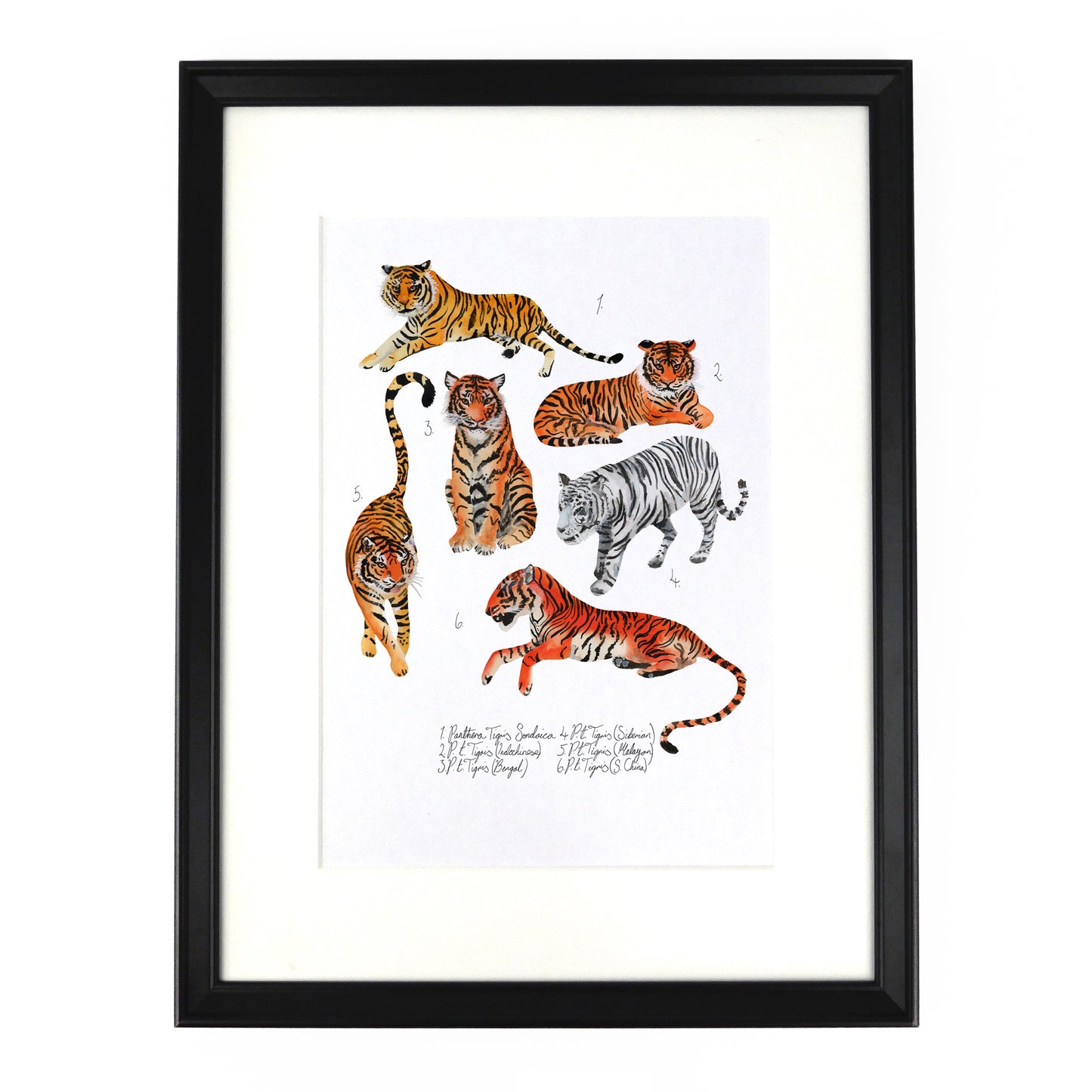 Streak of Tigers Art Print