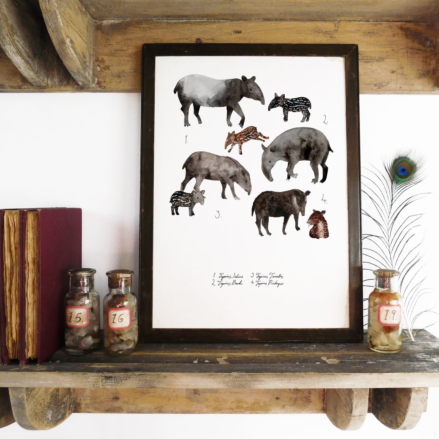 Equatorial Mammals Set of 3 Art Prints