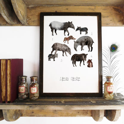Equatorial Mammals Set of 3 Art Prints