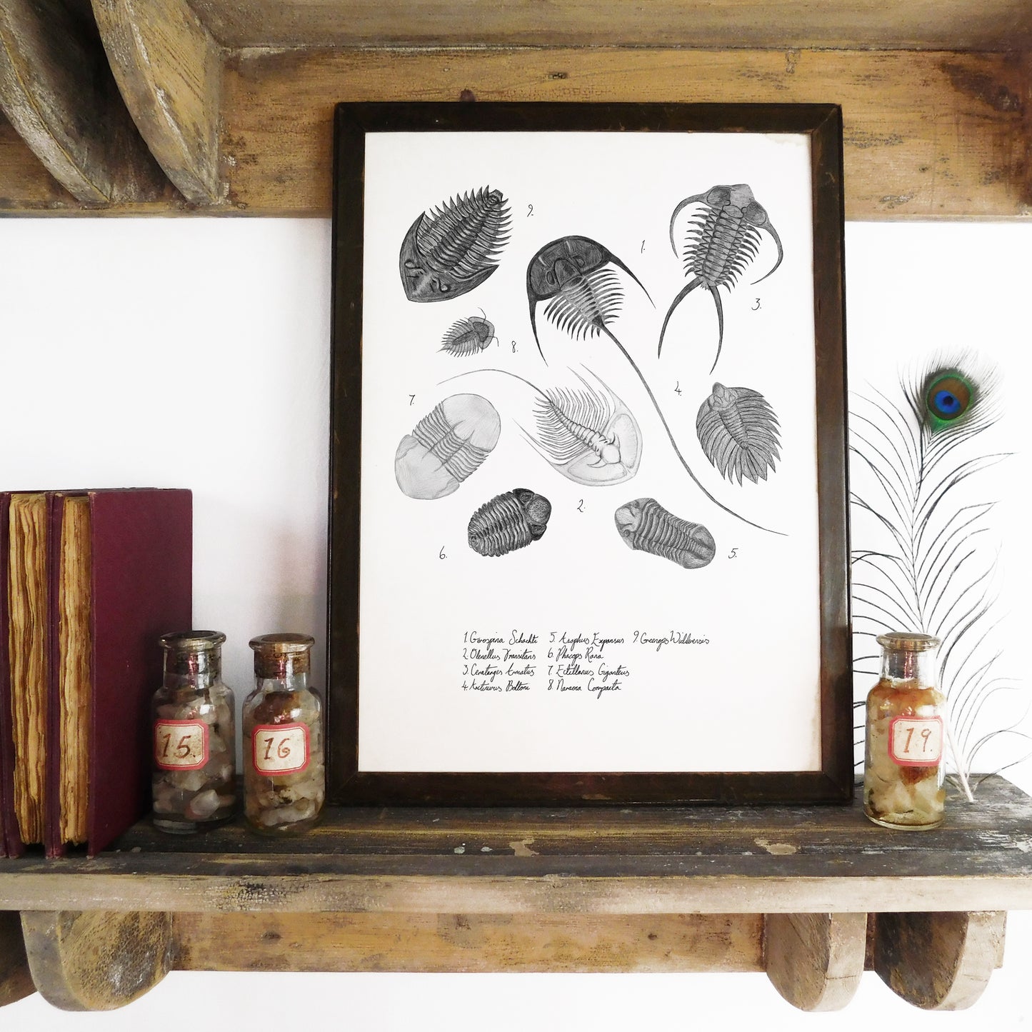 Ammonoidea Trilobite Art Print