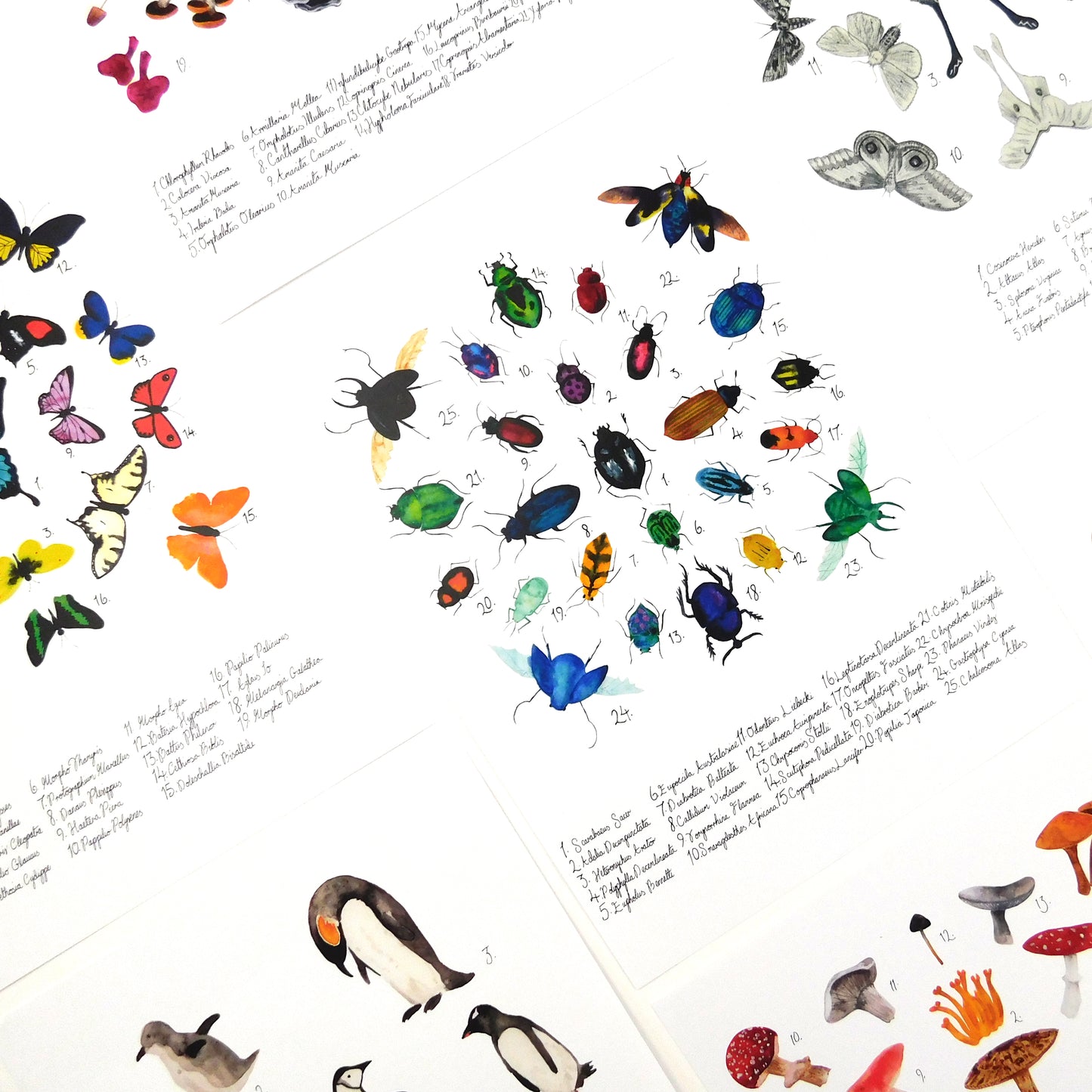 Lepidoptera Butterfly Art Print