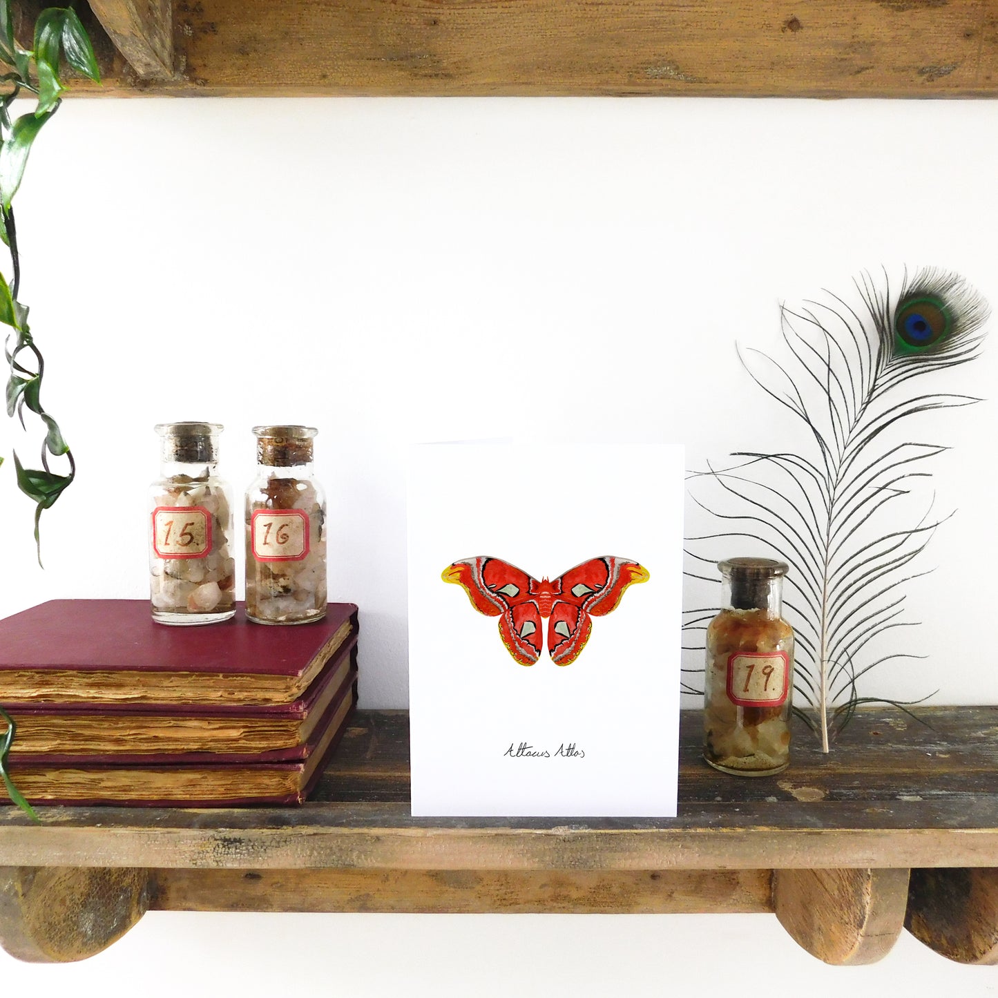 Lepidoptera Atlas Moth Greetings Card