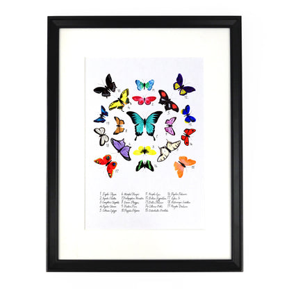 Lepidoptera Butterfly Art Print