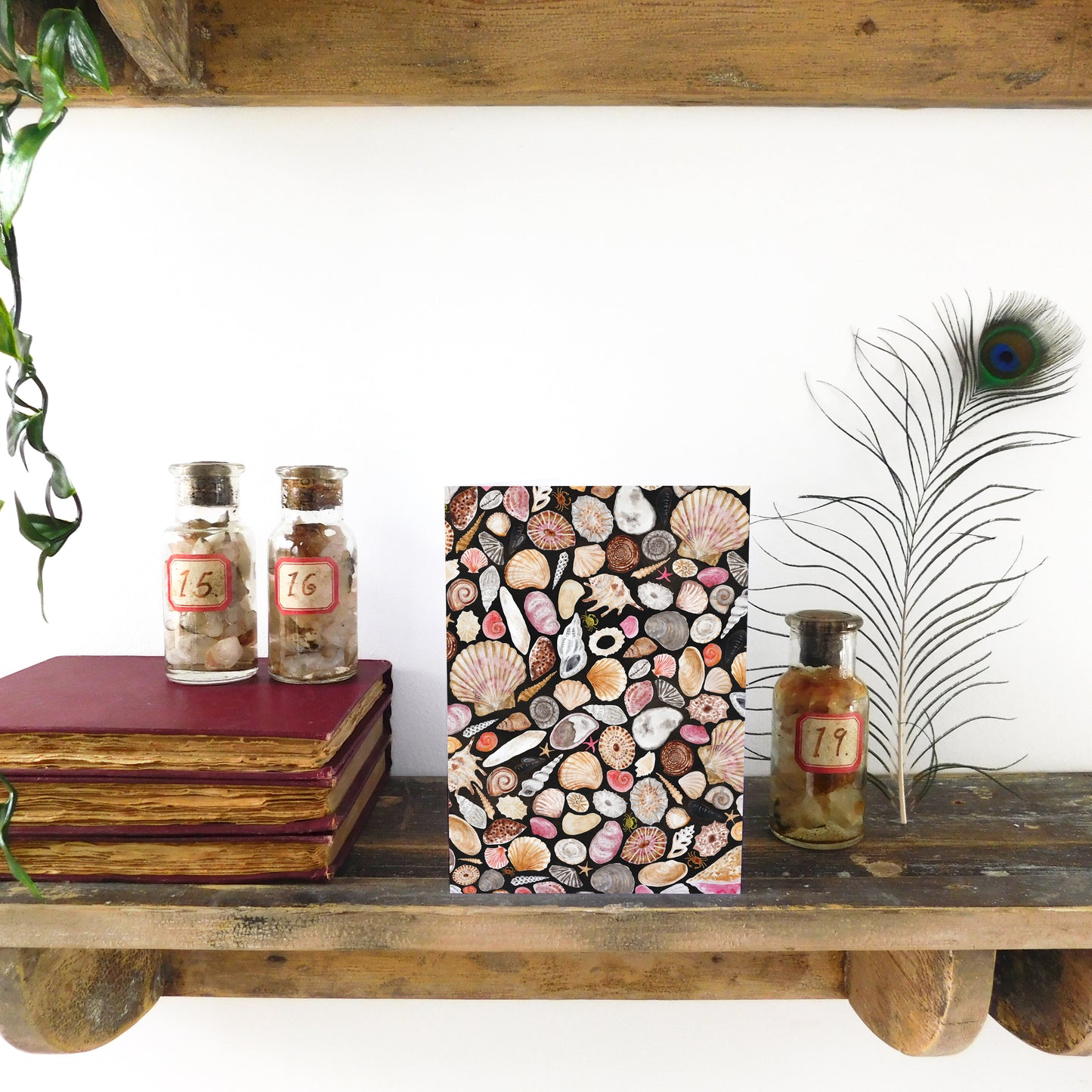 Mollusca Sea Shell Greetings Card