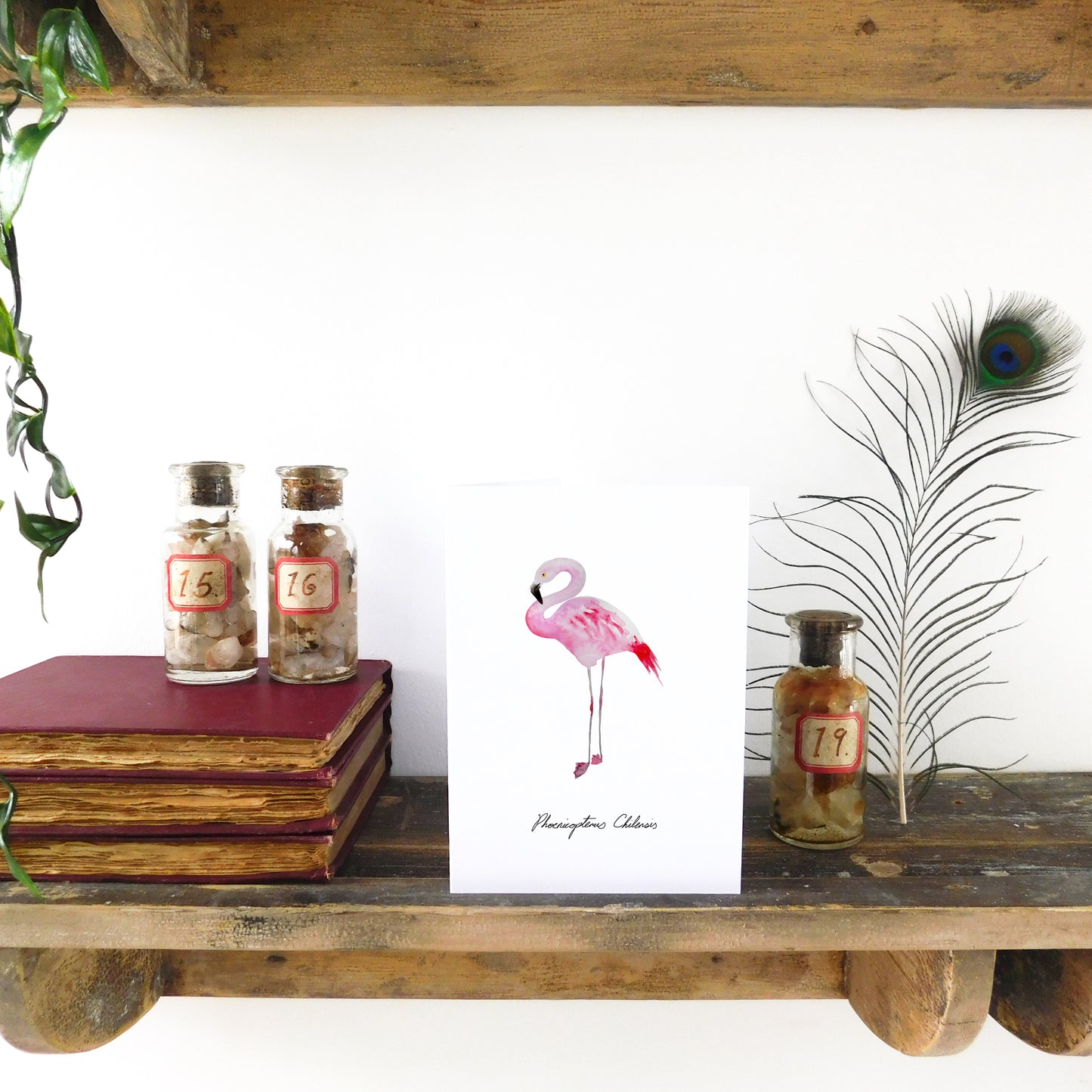 Flamboyance Chilean Flamingo Greetings Card