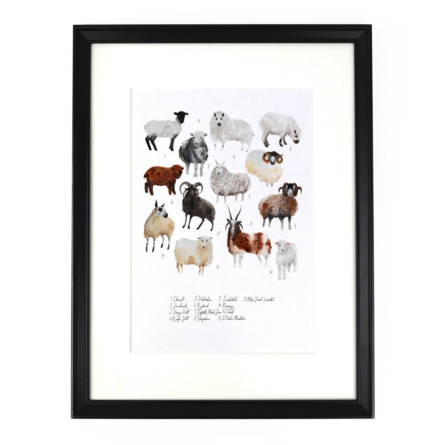 Flock of Sheep Art Print