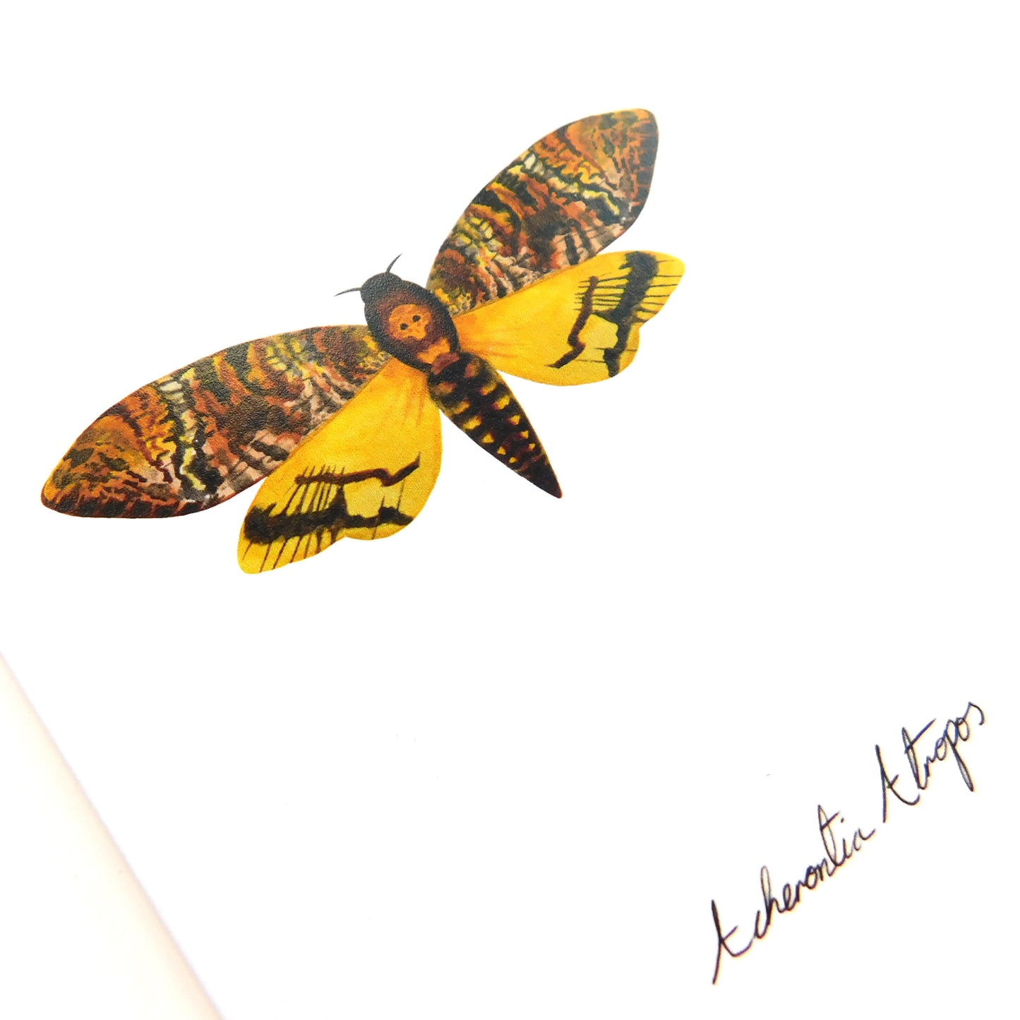 Lepidoptera Death's Head Hawkmoth Moth Greetings Card