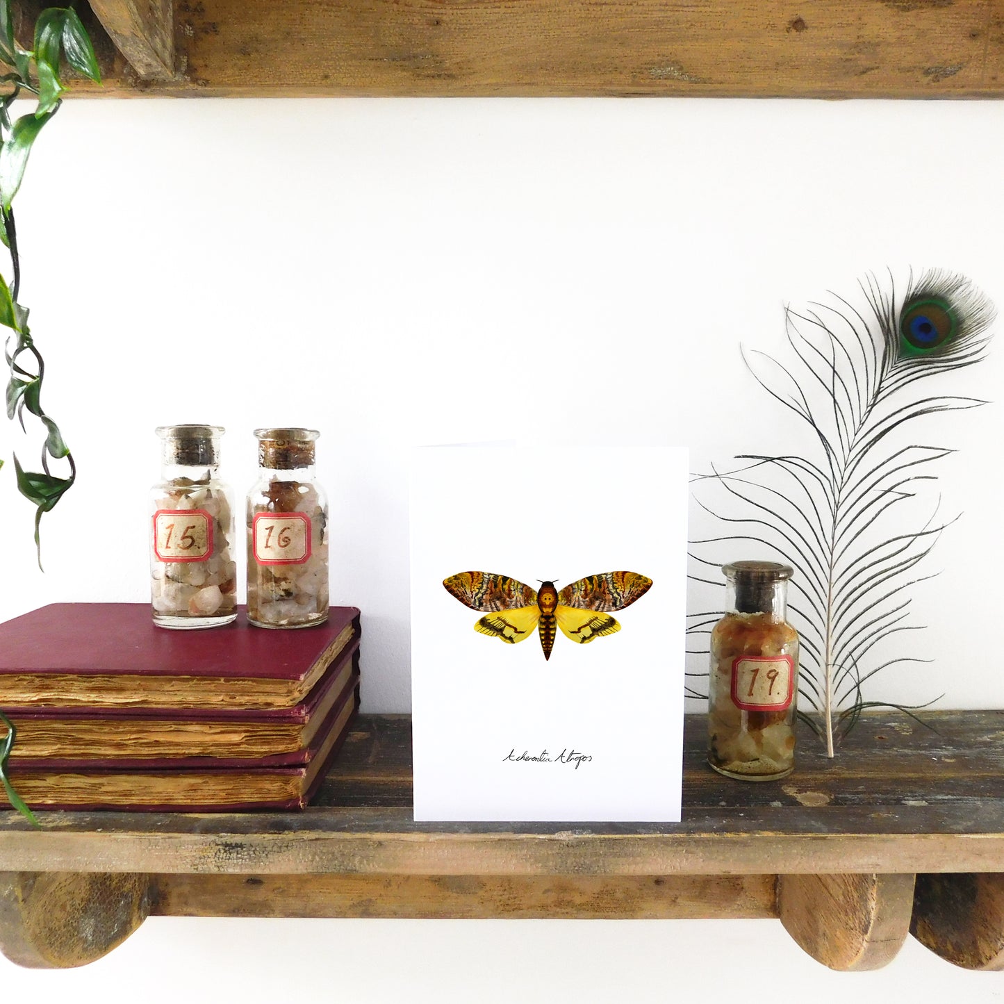 Lepidoptera Death's Head Hawkmoth Moth Greetings Card