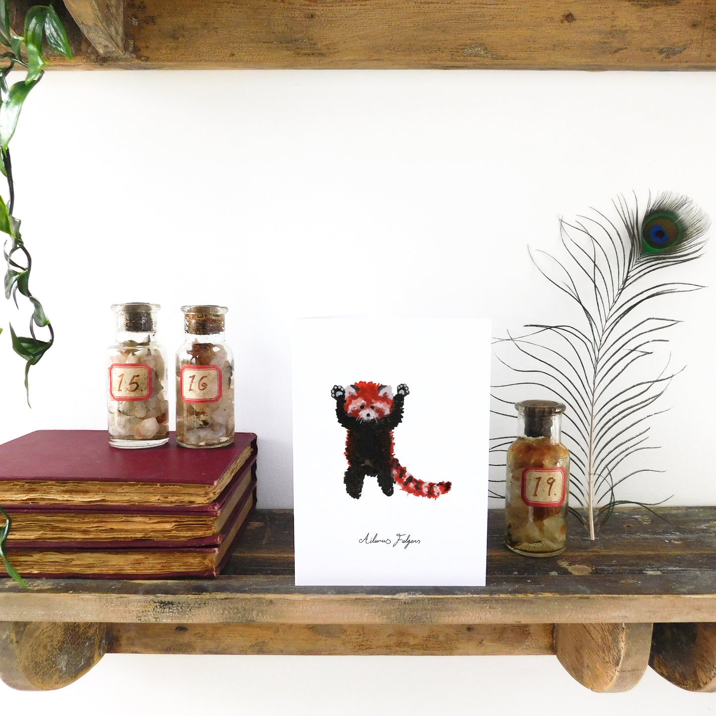 Pack Standing Red Panda Greetings Card